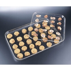 Acrylic Trays
